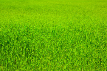 closeup  rural field  covered by green sprouts, seasonal agricultural background