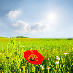 closeup red poppy flower in green grass under a sparkle sun, beautiful natural flower background