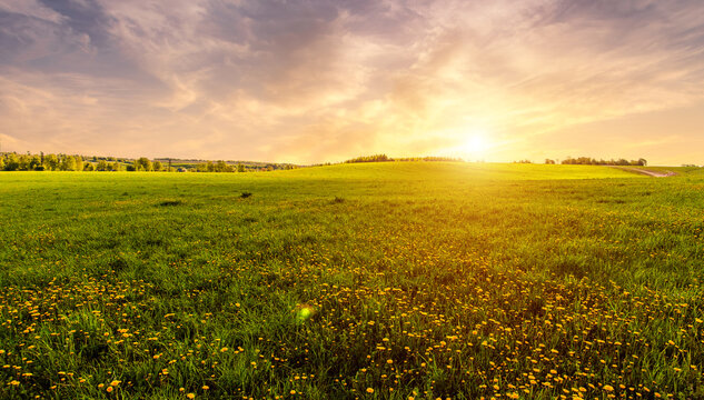 Bright vivid rural landscape at sunset, warm summer field with many yellow dandelion flowers for nature desktop background. Calm pastoral scenery for inspirational banner.