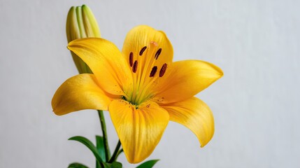 Close-up of a bright yellow lily flower bathed in soft sunlight, showcasing clear petal texture and stamen detail, with a minimal natural background, exuding a fresh and cheerful floral tone
