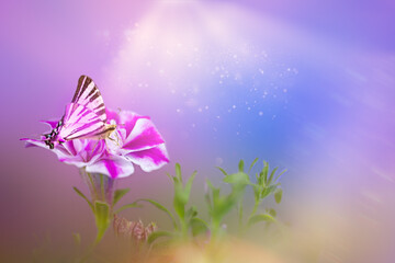 Colorful striped petunia with butterfly .Natural beauty spring background in pink and blue tones .