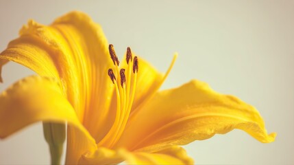 Close-up of a bright yellow lily flower bathed in soft sunlight, showcasing clear petal texture and stamen detail, with a minimal natural background, exuding a fresh and cheerful floral tone