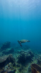 A sea turtle swims over a coral reef. The sun's rays passing through the thickness of the water illuminate the sea turtle swimming over the coral reef.