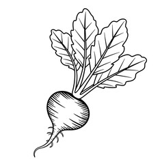 ‎A black and white radish illustration line art of a coloring page