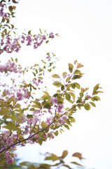 Lilac Blossoms Dancing in the Spring Breeze
