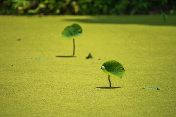 Two Young Lotus Leaves Emerging from Duckweed-Filled Water