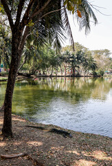 Monitor lizard in Lumpini Park, Bangkok