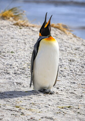 Fototapeta premium King Penguin (Aptenodytes patagonicus) on the beach, Falkland Islands