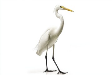 Elegant great egret isolated on white background. use cases: nature illustration, wildlife photography.