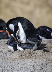 Gentoo penguins mating at Yorke Bay, Falkland Islands, South Atlantic