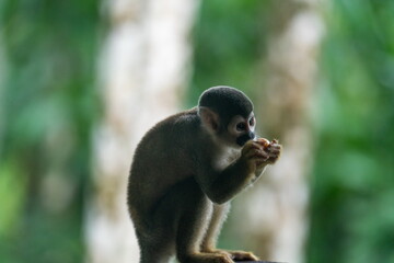 Ecuadorian squirrel monkey (Saimiri cassiquiarensis macrodon) eating a banana at an ecolodge in Archidona, Ecuador