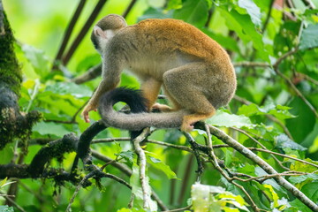 Ecuadorian squirrel monkey (Saimiri cassiquiarensis macrodon) in a tree at an ecolodge in Archidona, Ecuador