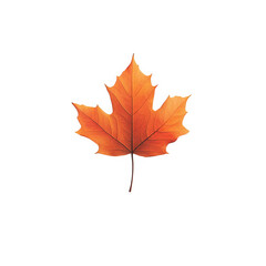 Fototapeta premium Maple leaf in autumn colors isolated on transparent background