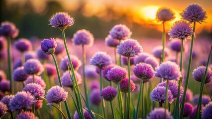 Obraz premium A vibrant field of flowering plants bathed in the warm glow of the setting sun, showcasing a myriad of blossoms in various stages of bloom, creating a breathtaking scene of natural beauty.