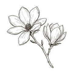Obraz premium Magnolia branch icon for elegant floral branding and botanical product packaging