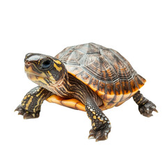 Fototapeta premium exotic amphibian turtle on a transparent background, emphasizing its unique features, shell texture, and natural beauty