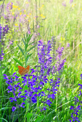 Violet flowers salvia ( sage ) with orange butterfly in sun light on meadow in summer