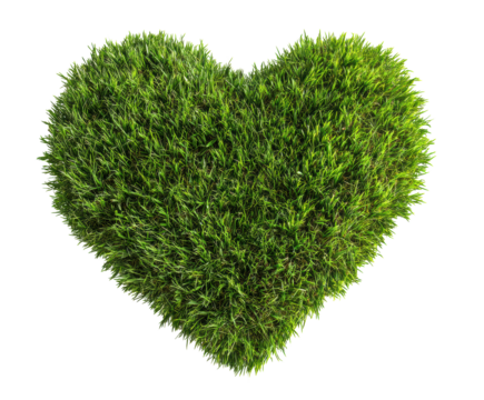 Heart shaped green grass for eco-friendly designs and decor on a transparent background, cut out