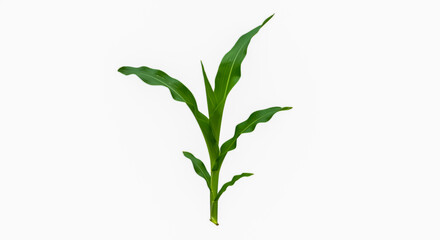 green plant on white background