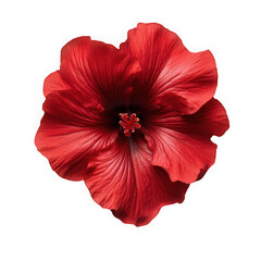 Red hibiscus flower close up isolated on transparent background