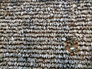 View of the wall of oysters shells in the old house. gray texture