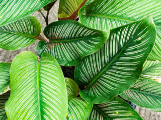 calathea sanderiana foliage background