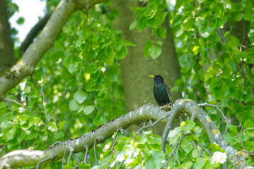 Common starling (Sturnus vulgaris) sitting in a tree in Zurich, Switzerland