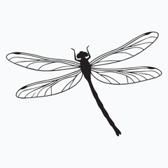dragonfly vector illustration