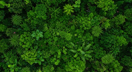 Fototapeta premium Emerald Canopy's Embrace