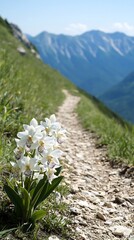 Obraz premium Mountain Trailside Blooms Delicate White Orchids by a Scenic Path