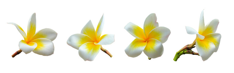 White plumeria flowers on a transparent background 