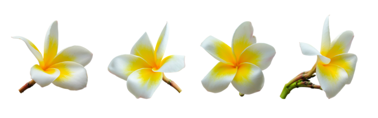 White plumeria flowers on a transparent background 