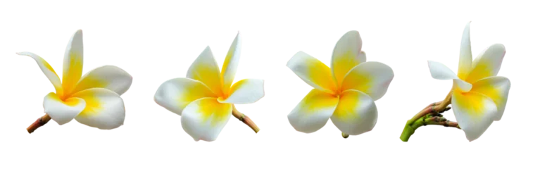  White plumeria flowers on a transparent background  © D85studio