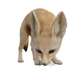 Fototapeta premium 3D rendered fantasy desert fox isolated on transparent background