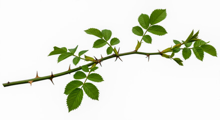 Obraz premium Detailed view of a rose stem with thorns and lush green leaves on a white background