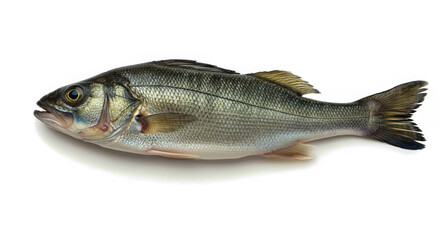 Obraz premium Freshly caught sea bass isolated on white background illustrating culinary ingredient and seafood