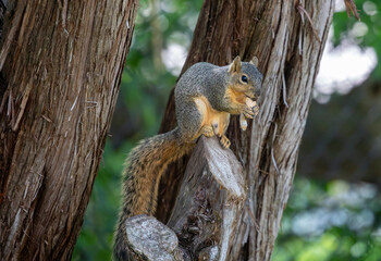 Close-up of a Texas fox squirrel feeding on seeds in a cedar tree