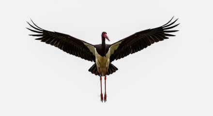Majestic black stork in flight against a clean white background showcasing impressive wingspan and elegance © MOHAMMAD HANIF