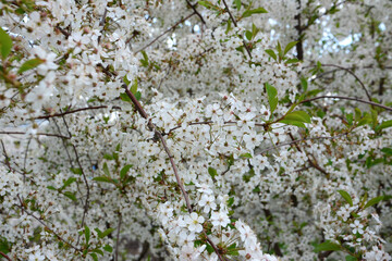 a cherry blossom tree in full bloom wallpaper