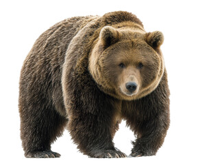 Fototapeta premium Grizzly bear standing on all fours in natural habitat setting on a transparent background, cut out