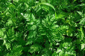 Wood anthurium (Anthriscus sylvestris)
