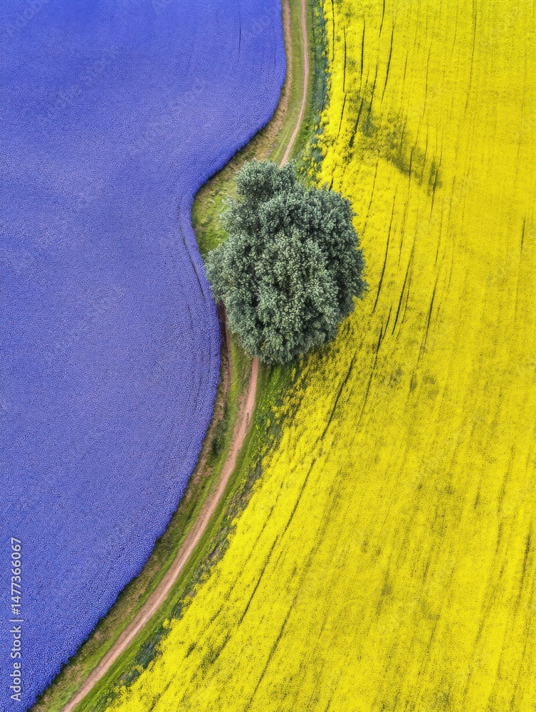 Poster aerial view of vibrant yellow and blue fields separated by a path with a tree in the middle in europ