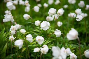 White anemones (wind flower) in the garden. Ranunculoideae buttercup family flower widespread in European countries. Green foliage texture, five-petal flowers highlighted with sunlight