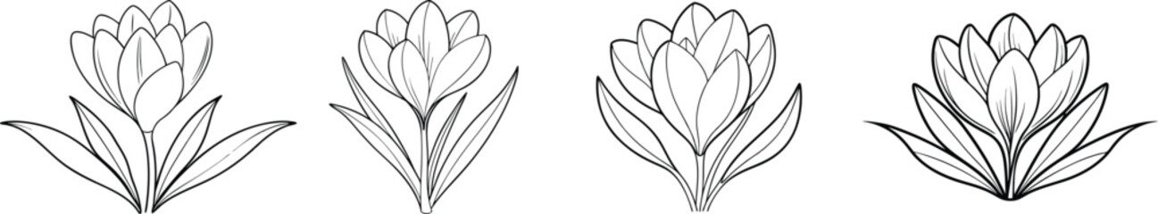 Obraz premium Elegant Line Art Crocus Flower Arrangement.