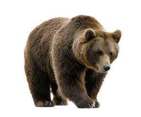 Obraz premium Grizzly bear walking on a natural landscape during the day on a transparent background, cut out