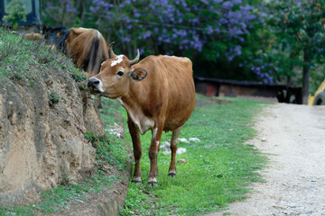 cows in a farm (Jacaranda Background)