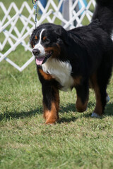 Bernese Mountain Dog walking in a dog show ring