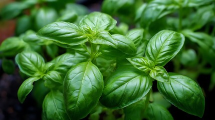 Top, down picture of genovese basil plants, basil, ocimum basilicum, also called sweet basil, is a tender plant, and is used in cuisines worldwide