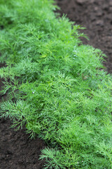 Fresh dill plant growing in the garden, with copy space. Vertical photo