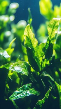 Lush Java Fern Aquatic Plant Growth in Freshwater Aquarium Tank Close Up Vertical Shot
